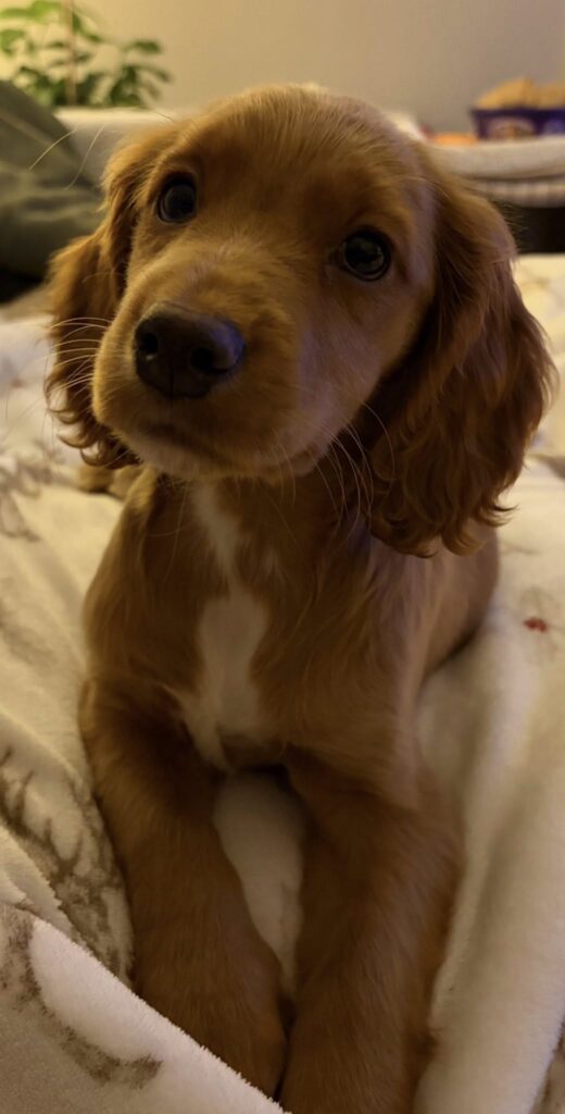 A 11 months old working spaniels