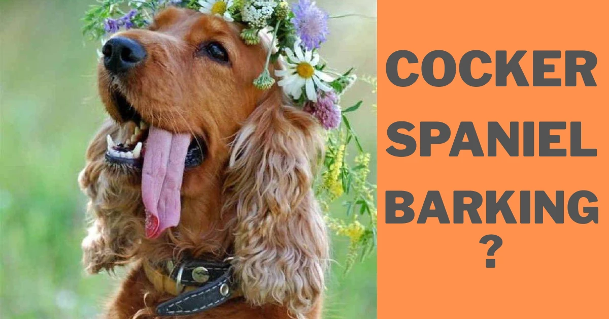 Cocker spaniel barking