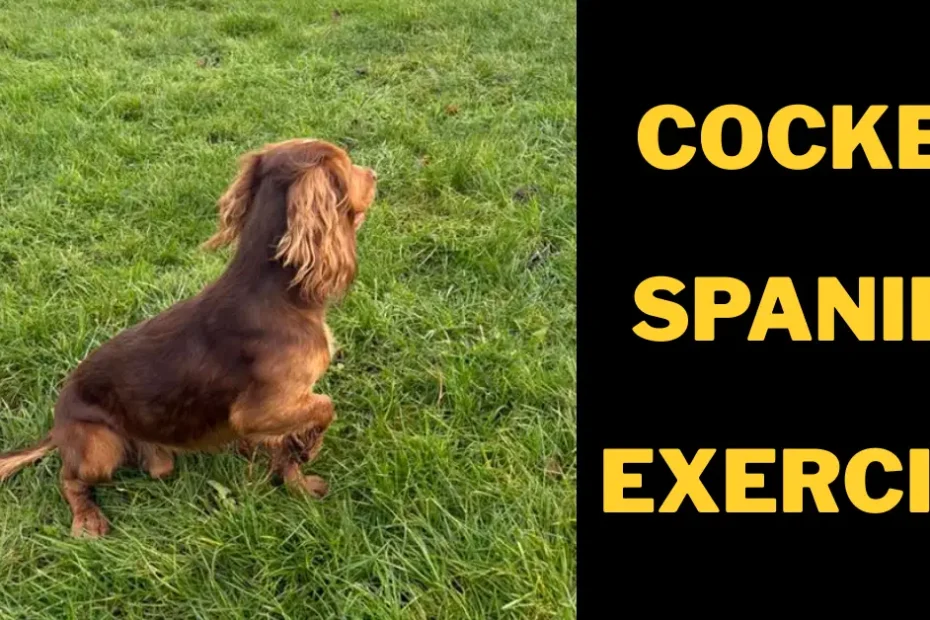 Cocker spaniel running on grass