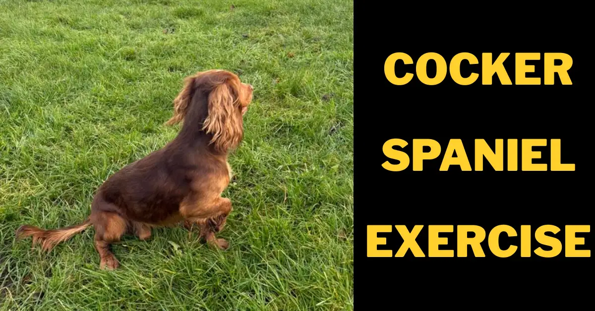 Cocker spaniel running on grass