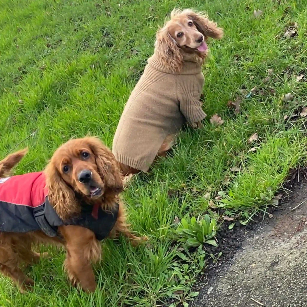Cocker spanies on walk