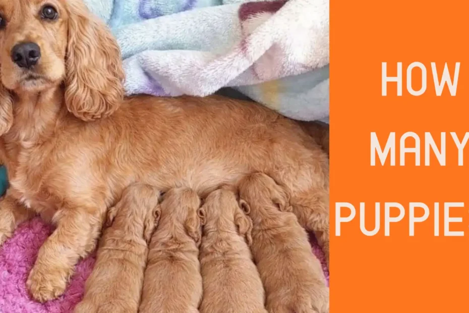 A spaniel Mother feeding her kids