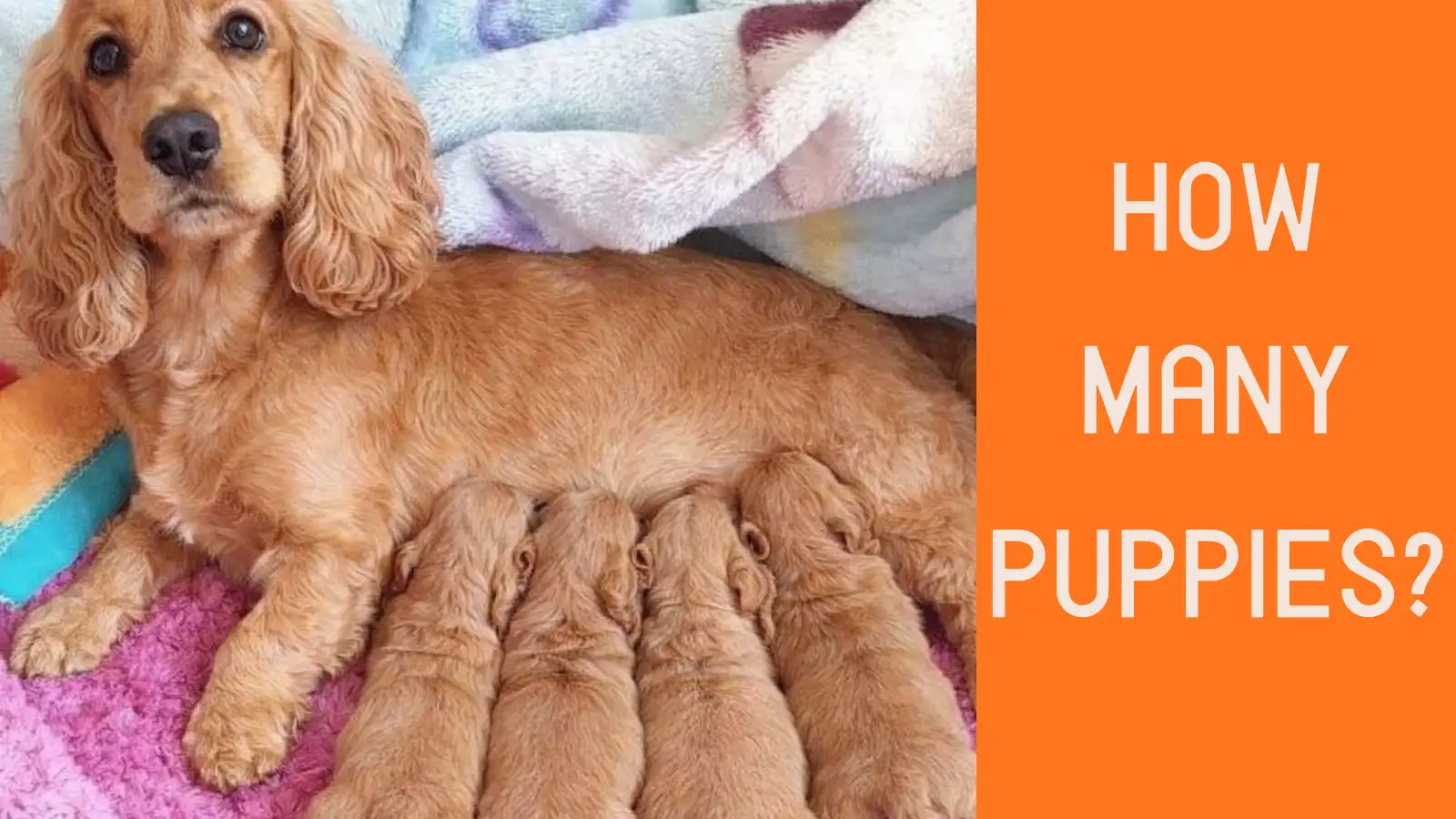 How many puppies do cocker spaniels have