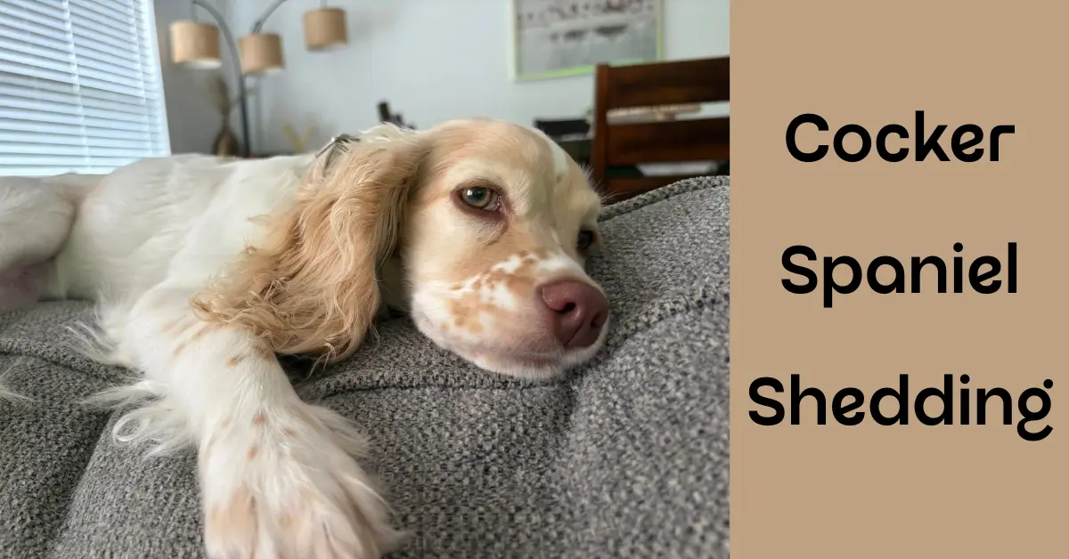 How much do cocker spaniels shed