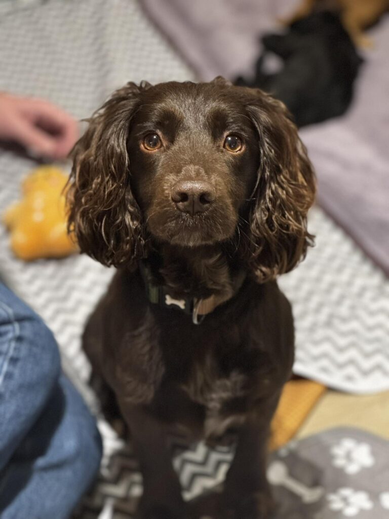 Working Cocker Spaniel Male