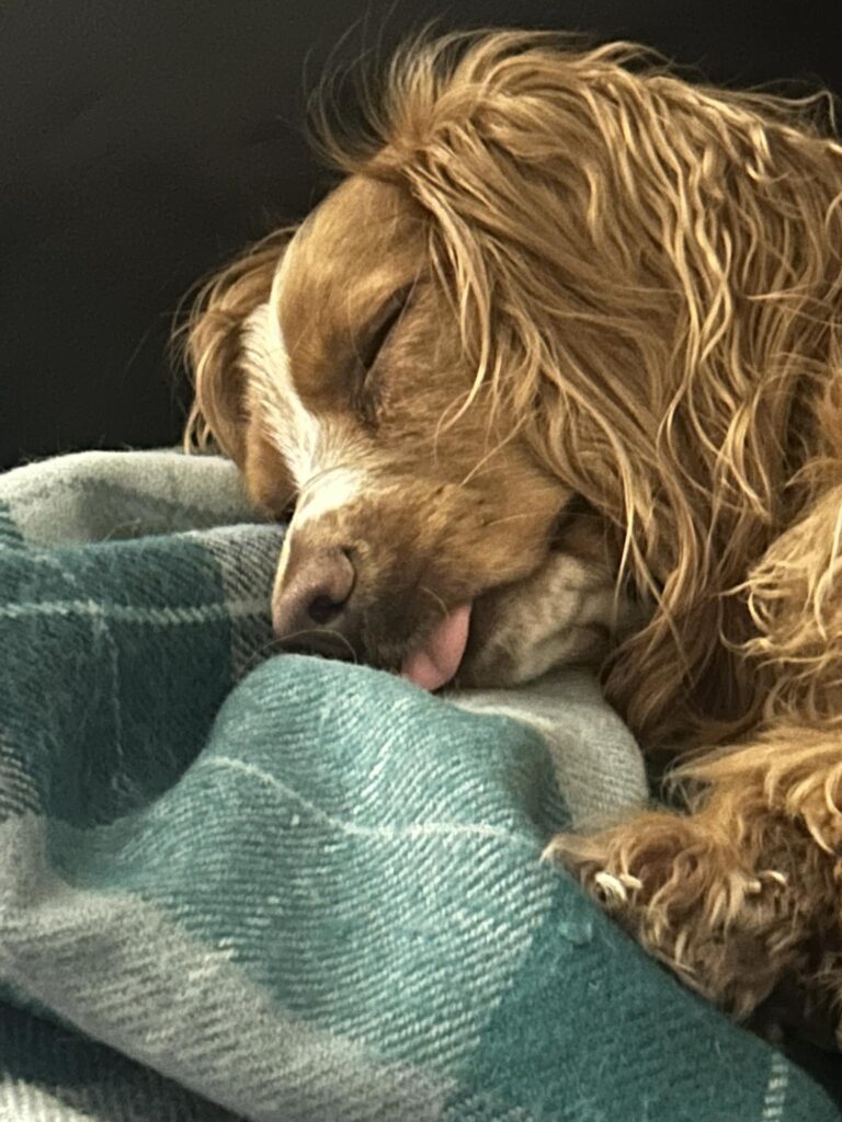 cocker spaniel sleeping on a bed, with slight hairs around