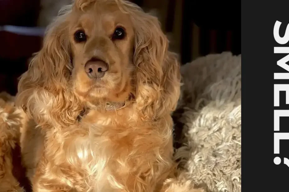 do cocker spaniels smell
