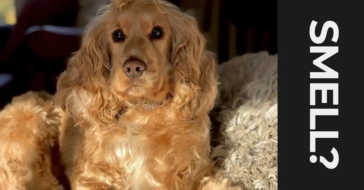 do cocker spaniels smell