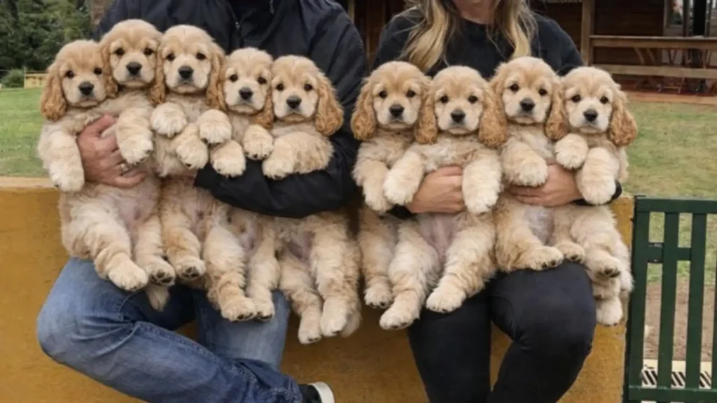 megan and her husband holding spaniel puppies