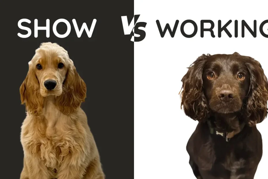 show vs working cocker spaniels