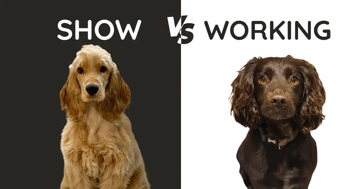 show vs working cocker spaniels